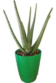 Tropik iklimde veya tropik iklime benzer iklimlerde doğal olarak yetişen. Aloe Vera Bitkisi Fiyatlari Ve Modelleri Hepsiburada