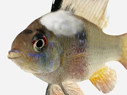 How To Treat Fungus And Bacteria In Aquarium Fish Pond Aquarium Problem Solver