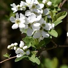 Image result for Exochorda