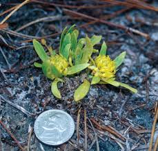 Image result for Polygala friesii