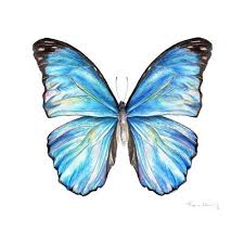 Light Blue Butterfly To Represent Hypothyroidism Blue Morpho Butterfly Butterfly Painting Butterfly Art