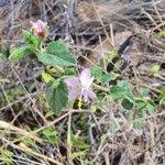 Image result for Hibiscus meyeri