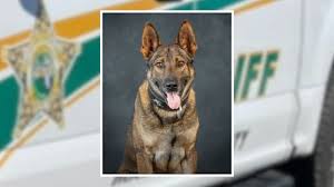 Marion County Sheriff's Office dog dies days after shootout