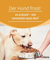 Der Hund Frisst Zu Schnell Wie Vermeidet Man Das My Animals Hunde Ernahrung Tierfutter Essen Website