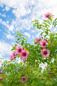 Image result for Allamanda