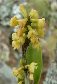 Image result for Diaphananthe subsimplex