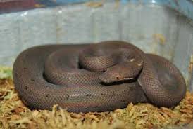 Image result for Bothriocline muschleriana