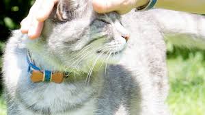 Bird Safe Cat Collar Canada Best Cat Collars 2020