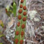 Image result for Pleopeltis macrocarpa