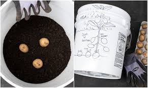 How To Grow Potatoes In A 5 Gallon Bucket