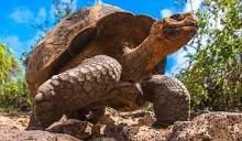 Top 10 Galapagos Islands Animals & Wildlife Spotting Tips ...