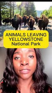 Why Are The Animals Leaving in Montana