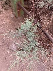 Image result for Crepidorhopalon droseroides