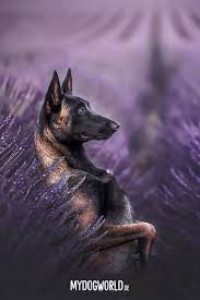 Black And Silver German Shepherd Puppies For Sale In Nc Prettydogs In 2020 Malinois Puppies Belgian Malinois Dog Belgian Malinois