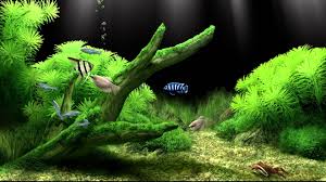Dream Aquarium Virtual Fishtank 2 Playlist Fish Tank Aquarium Backgrounds Aquarium Screensaver