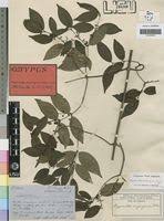 Image result for Hippocratea volkensii