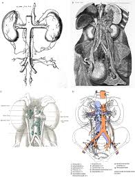 Dazu gehören die lymphknoten, die thymusdrüse (thymus), die milz (lien) und die mandeln (tonsillae). Lymphatic Drainage In Renal Cell Carcinoma Back To The Basics Karmali 2014 Bju International Wiley Online Library