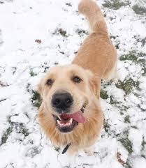 Maybe you would like to learn more about one of these? Golden Retriever Puppies Maine For Sale The Y Guide