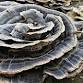 Intro to Mushroom Identification & Foraging