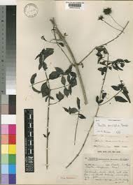 Image result for Pavetta gracilifolia