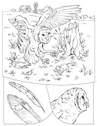 Use the download button to see the full image of barn coloring pages free free, and download it for a computer. Barn Owl Coloring Page Barn Owl Free Printable Coloring Pages Animals