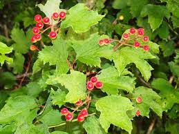 Blüten lassen das ziergehölz im april wie eine weiße wolke erscheinen. Wunderschoner Strauch Der Im Fruhjahr Weiss Bluht Und Im Herbst Diese Roten Fruchte Tragt Wetter Myheimat De