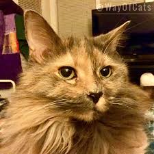 More images for long hair blue tortoiseshell cat » Learn Tri Colors By Cat Type For All The Bossy Nuances The Way Of Cats