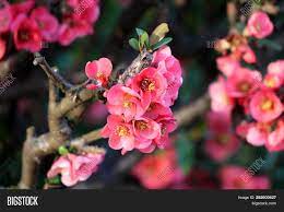 Can anyone tell me what it is? Maules Quince Image Photo Free Trial Bigstock