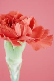 What Do Carnation Seeds Look Like Container Gardening Flowers Carnations Container Flowers