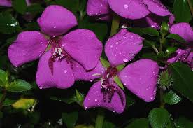 Image result for Heterocentron