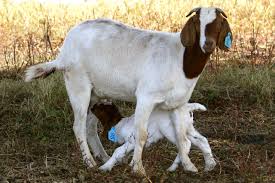 Kidding Boer Goats South Africa