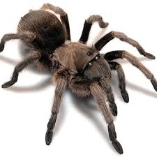 Image result for Aneilema chrysopogon