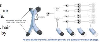 Place the following terms in the. Telomeres Are Related To Quizlet