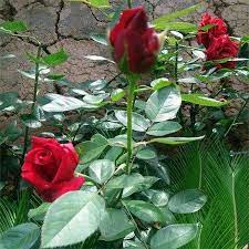 Your rose garden stock images are ready. 100pcs Red Rose Tree Seeds Diy Home Garden Potted Balcony Yard Flower Plant Chicnini Garden Pots Planting Flowers Tree Seeds
