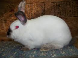 Bottom shave and bottom bath from £17.50 per animal. Rabbits For Sale Usa Rabbit Breeders