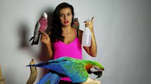 If the baby bird does not have feathers, either put the baby back in the nest or make a substitute nest by poking holes in the bottom of an empty margarine tub and lining it with dry grass or pine needles. How To Bathe A Baby Cockatiel Neeness