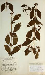 Image result for Duosperma crenatum