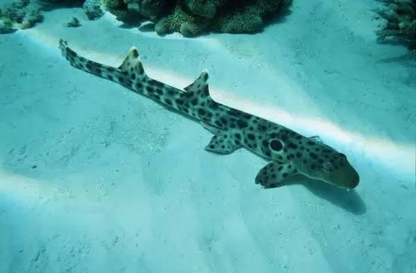 نتيجة بحث الصور عن Epaulette Shark"
