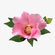 Pin On Hibiscus