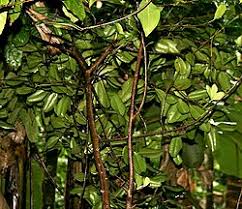 Image result for Myrtaceae