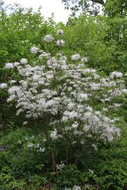 Deciduous Rhododendron Viscosum At Mt Cuba Rhododendron Yard Landscaping Plants