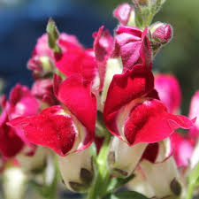 Die blüten der löwenmäuler (antirrhinum) sind bei hummeln sehr beliebt, so daß. Deaflora Loewenmaeulchen Night And Day