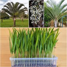 Image result for Dypsis decaryi