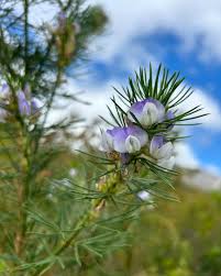 Image result for Psoralea arborea