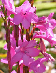 Image result for Watsonia borbonica