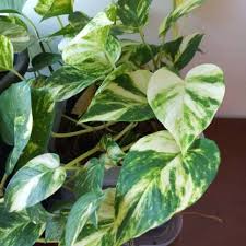 It's really the only way to become aware of how they are. My Garden Forest Money Plant Price In India Buy My Garden Forest Money Plant Online At Flipkart Com
