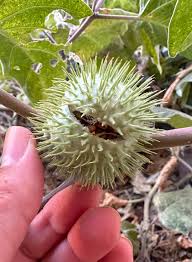 Image result for Datura