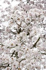 We did not find results for: How Big Does A Minnie Royal Cherry Tree Grow