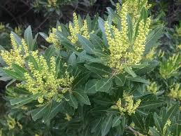 Image result for Allophylus natalensis