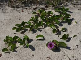Image result for Ipomoea pes-caprae